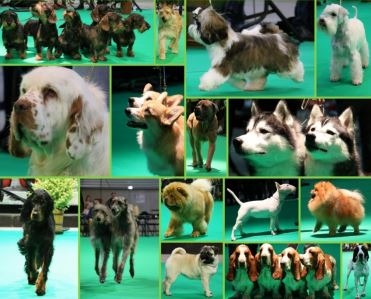 Exposition Canine Nationale à Vesoul