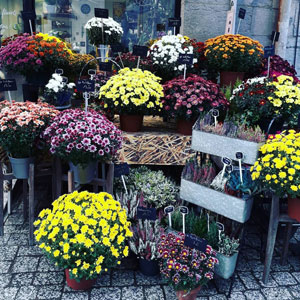 Fleuriste à Besançon - Offrez des fleurs !