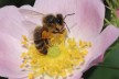 ECOMUSÉE DE L'ABEILLE DU HAUT-DOUBS